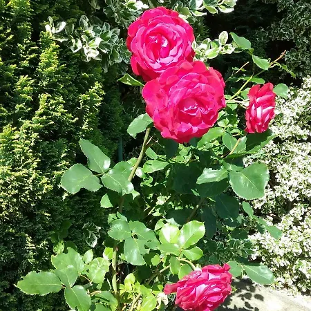 Haus Granitz アパート